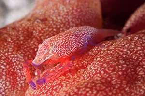Feathery: Commensal Shrimp - on Spanish Dancer (Hexabranchus