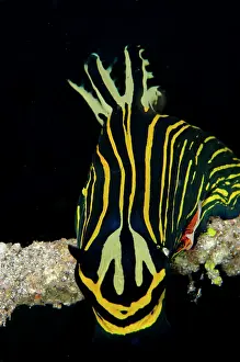 Straits: Commensal Shrimp on Tambja Nudibranch