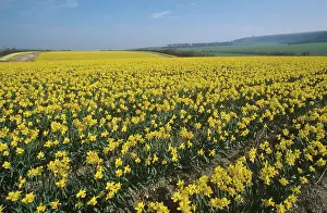 Commercial: Commercial daffodil