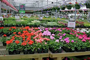 Hothouse: Commercial Greenhouse