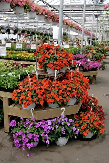 Hothouse: Commercial Greenhouse