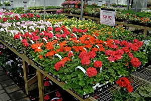Hothouse: Commercial Greenhouse