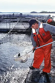 Commercial: Commercial Salmon FISH FARMING - Harvesting salmon from pens