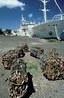 Docks: Commercial Shark fishing for Asian market