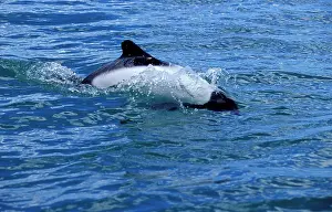 Commersonii: CommersonIs Dolphin