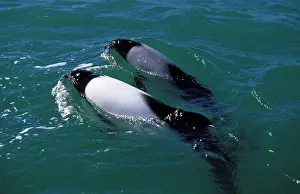 Commersonii: CommersonIs Dolphin