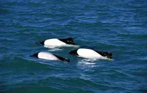 Commersonii: CommersonIs Dolphin - three