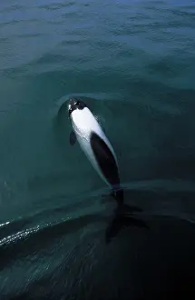Commersonii: CommersonIs Dolphin