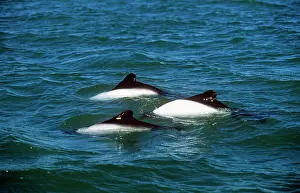 Backs: CommersonIs DOLPHIN - three showing dorsal fins and backs
