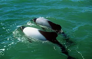 Backs: CommersonIs DOLPHIN - three showing dorsal fins and backs