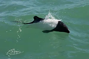 Commersonii: Commerson's dolphin