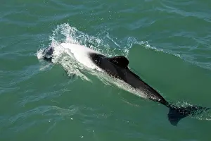 Commersonii: Commerson's dolphin