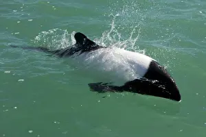 Commersonii: Commerson's dolphin