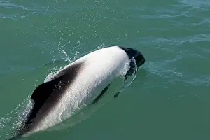 Commersonii: Commerson's dolphin