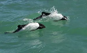 Commersonii: Commerson's dolphin