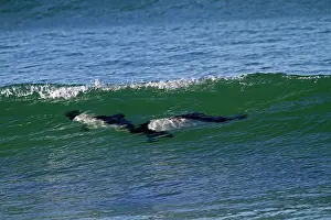 Commersonii: Commerson's Dolphin