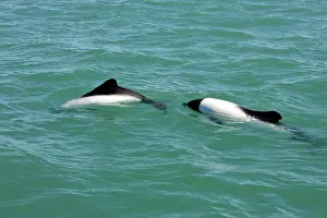 Commersonii: Commerson's Dolphins