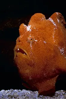 Frogfish: COMMERSON'S FROGFISH