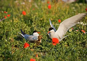 Communicatioin: Commom Tern - Adults feeding chick with small fish
