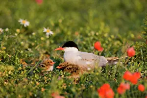 Commom: Commom Tern - Brooding chicks in poppies