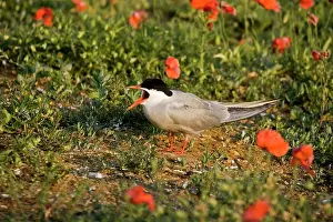 Communicatioin: Commom Tern - Calling amoung poppies on nesting ground