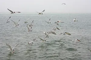 Commom: Commom Tern - Diving for whitebait