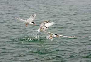 Commom: Commom Tern - Diving for whitebait