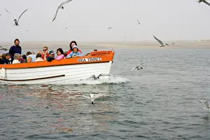 Holidaymakers: Commom Tern - Holidaymakers looking at Terns fishing