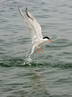 Commom: Commom Tern - Leaving water after diving