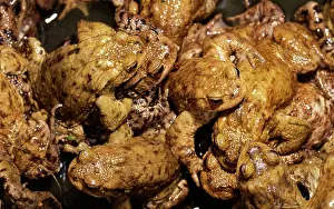 Commom: Commom Toad - Orgy