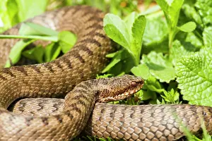 Vipera: Common Adder (Vipera berus) resting in sun