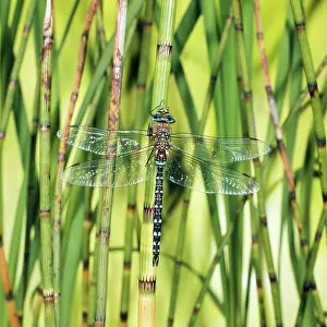 Aeshna: Common Aeshna Dragonfly