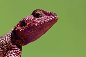 Agama: Common Agama