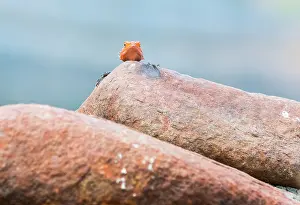 Agama: Common Agama