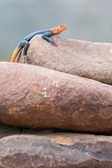 Agama: Common Agama