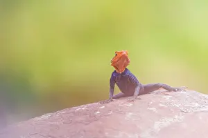 Agama: Common Agama