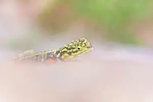 Agama: Common Agama