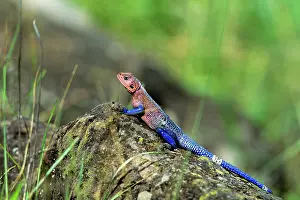 Agamas: Common Agama Lizard - in breeding colours