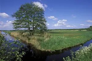 Canal: Common Alder (Alnus glutinosa) on marsh during
