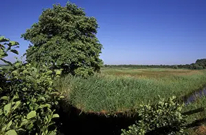Canal: Common Alder (Alnus glutinosa) on marsh during