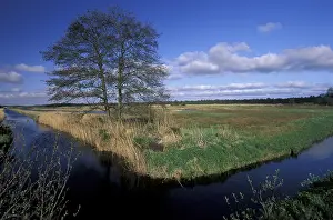 Canal: Common Alder (Alnus glutinosa) on marsh during