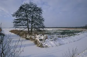 Canal: Common Alder (Alnus glutinosa) on marsh in dece