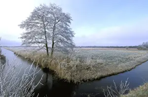 Canal: Common Alder (Alnus glutinosa) on marsh with wh
