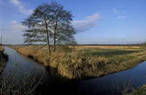 Canal: Common Alder (Alnus glutinosa) on marsh in wint