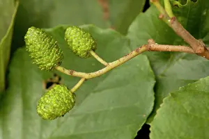Alnus: Common alder: cones
