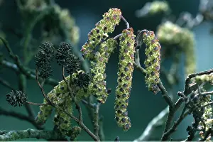 Alder: COMMON ALDER - cones and catkins