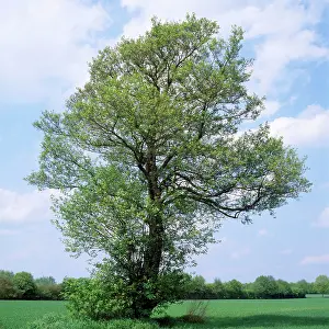 Karin Laub: Common ALDER - new leaves