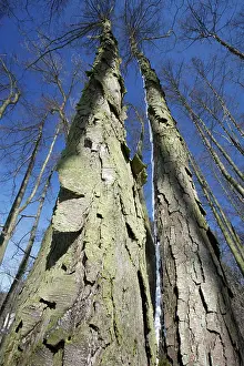 Alnus: Common Alder Tree - two old stems showing rugged