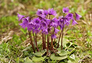 Snowbell: Common / Alpine Snowbell