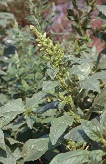 Nuisance: Common Amaranth or Pigweed